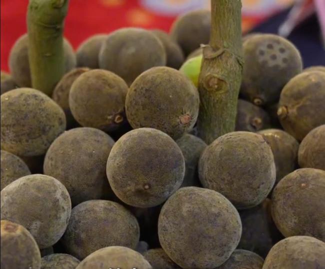 “化橘红”火了 这个小果子有啥用 润喉化痰 理气健脾