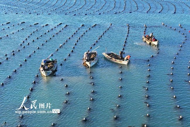 山东荣成：收获海带 供应市场