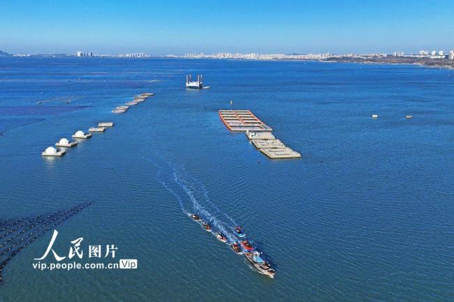 山东荣成：收获海带 供应市场