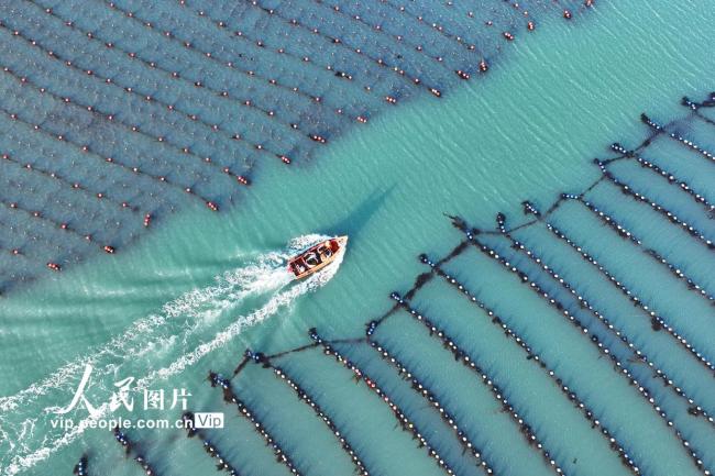 山东荣成：收获海带 供应市场