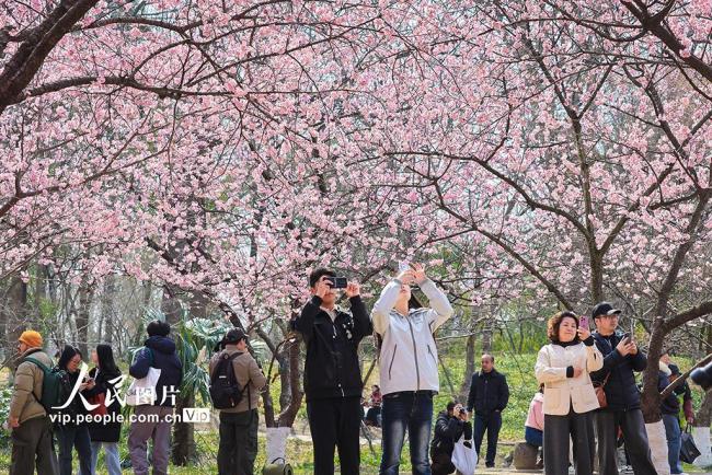 江苏南京：樱花烂漫春意浓