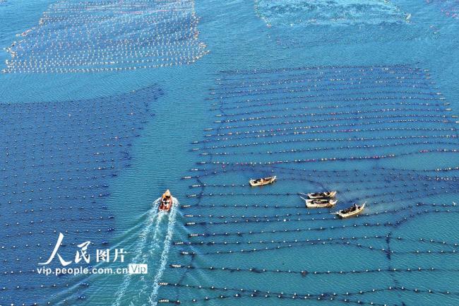 山东荣成：收获海带 供应市场