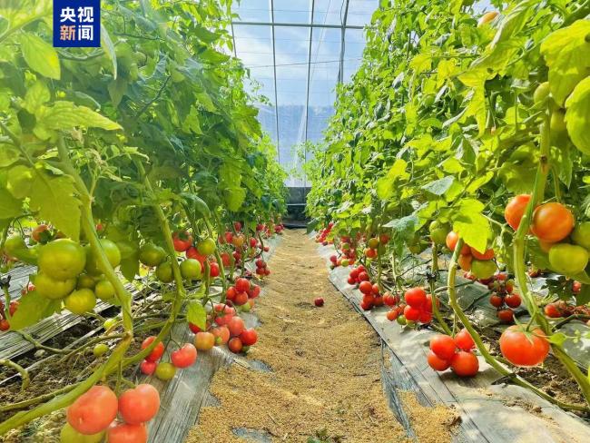 这三位河南代表为啥不叫名字叫绰号 乡土特色产业的领路人