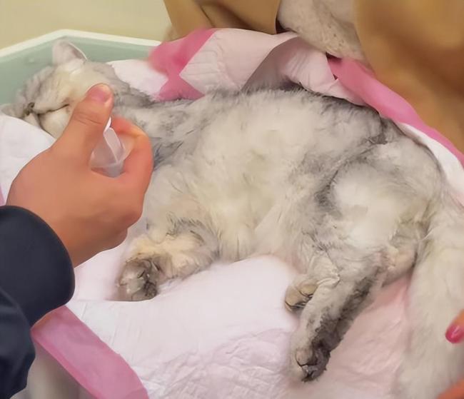 女子回应发咬人犬只安乐死视频 养宠责任引热议