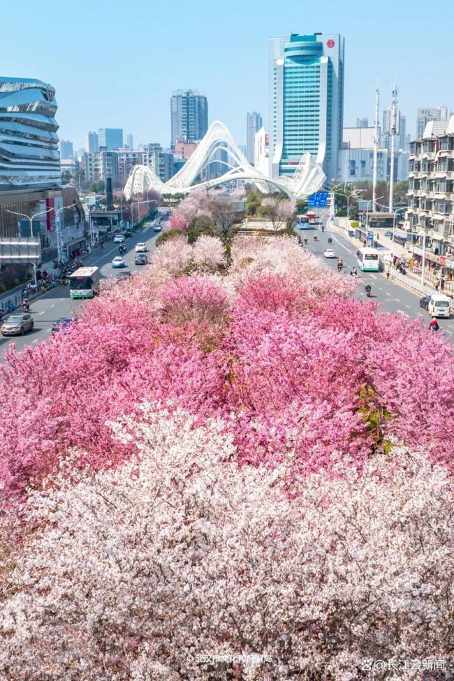 樱花开了 粉色旋风席卷江城