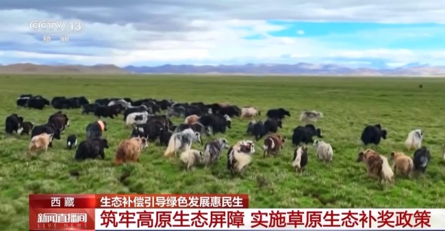 生态补偿效果如何?去西藏四川看一看