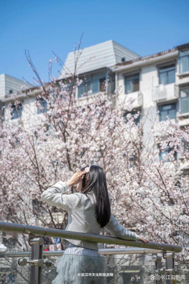 樱花开了 粉色旋风席卷江城
