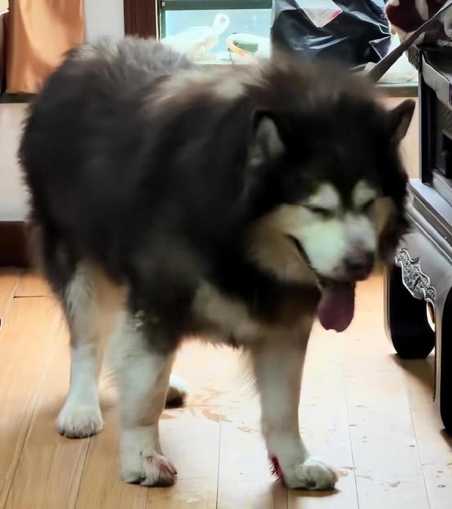 女子回应发咬人犬只安乐死视频 养宠责任引热议