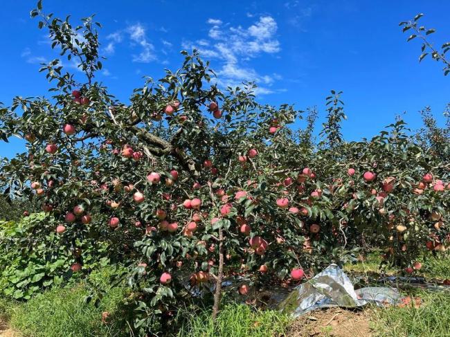 为什么中国人总在种树 从“绿起来”到“美起来”