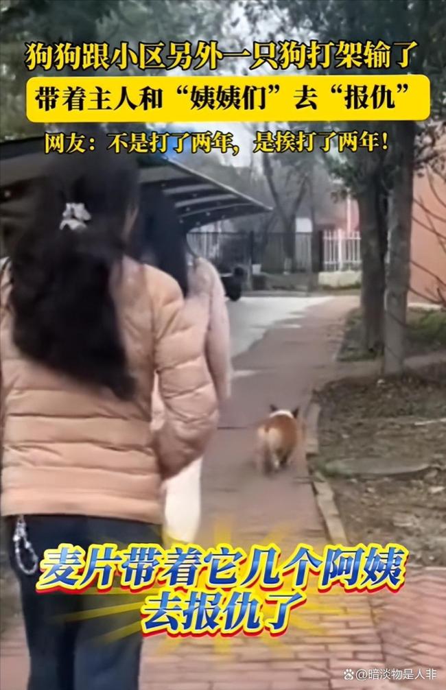 狗狗打架输了带主东说念主去报仇