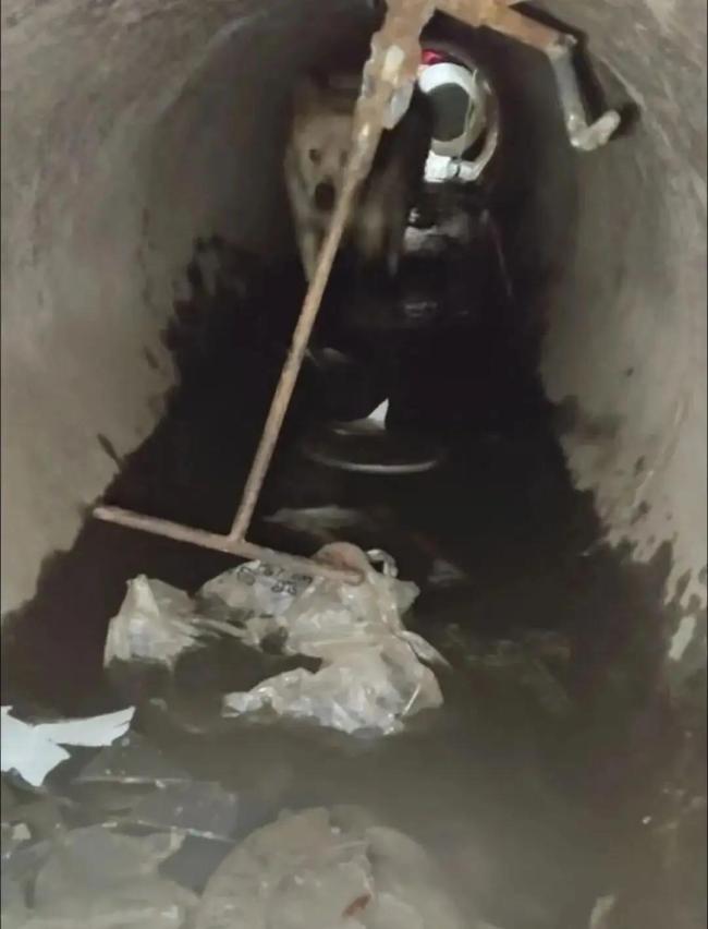 小狗被困井底三个冬天居然胖了 地下世界里的顽强生命