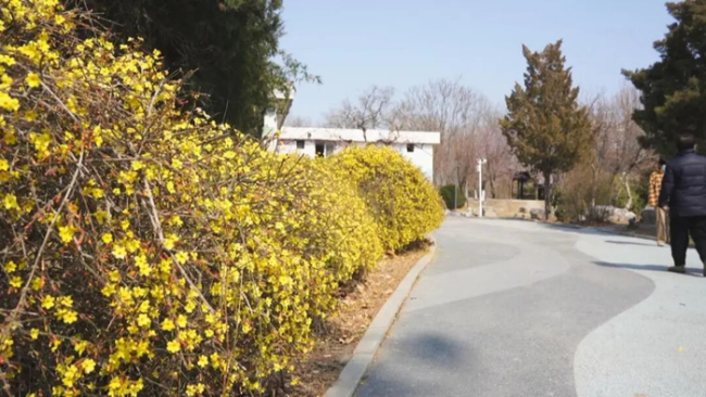 春季过敏避坑指南 安心赏花不“中招”