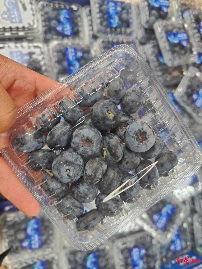 蓝莓个头“一个顶俩” 品种更迭与栽培革新