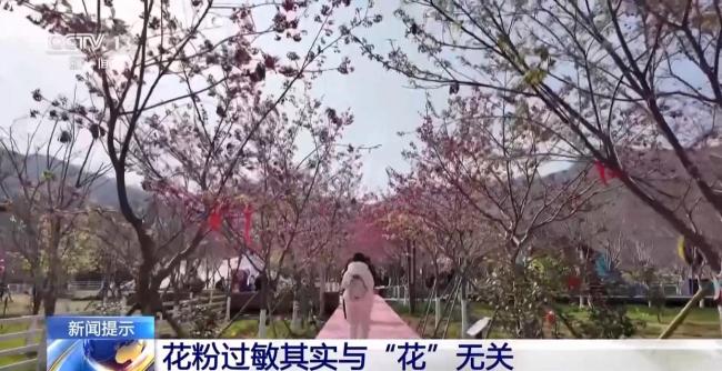 花粉过敏其实与“花”无关