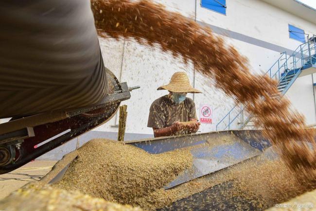 小麦全面涨价已经势不可挡 市场供需紧张推高价格