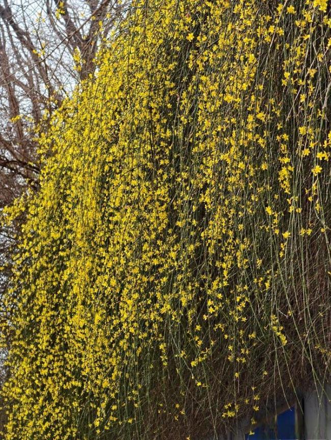 错过再等一年!北京这些地方马上“爆火”,打卡点来了——