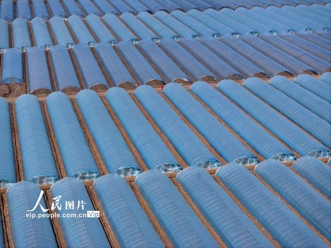 安徽蒙城：管护西瓜大棚