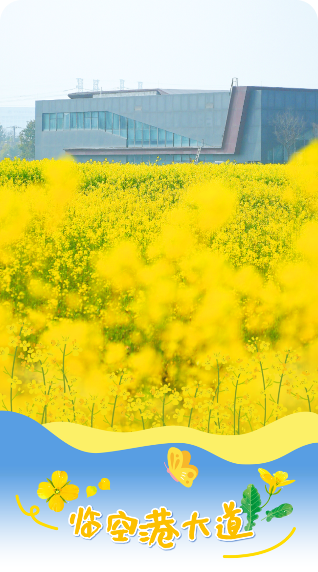 春日限定版花海上新了 东西湖金色花海成网红打卡地