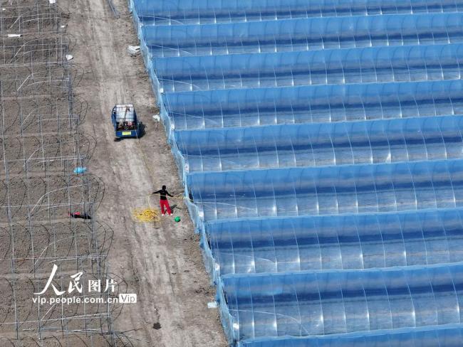 安徽蒙城：管护西瓜大棚