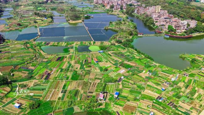 广西梧州：多彩菜畦绘出田园美景