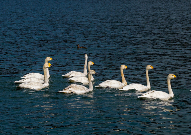 武安市东太行百里画廊的朝阳湖上，多只白天鹅在水中栖息游弋，构成一幅“水中芭蕾”的生态画卷。李树锋摄
