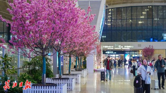 旅客在武汉站里就能赏樱 樱花首次“检票”进站