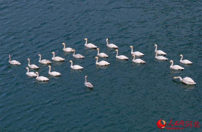 武安市东太行百里画廊的朝阳湖上，多只白天鹅在水中栖息游弋，构成一幅“水中芭蕾”的生态画卷。李树锋摄