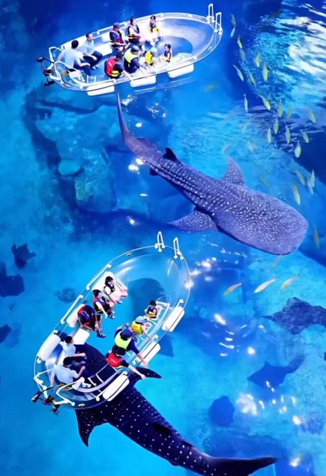 广东珠海长隆鲸鲨去世?多部门回应