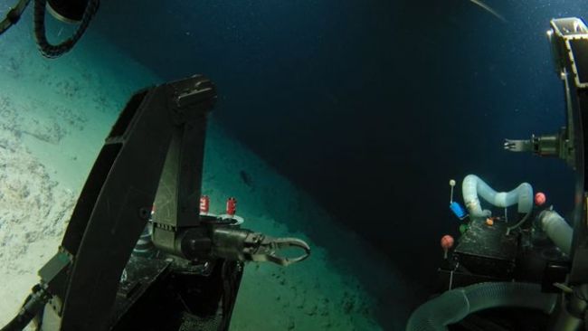 4500米深海带回528份标本，日本两处海域发现数十个新物种 深海生命新纪录