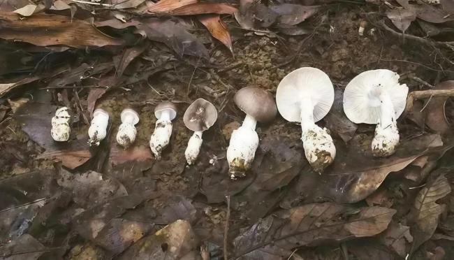 夫妻采摘1斤野蘑菇食用后中毒 警惕致命白毒伞