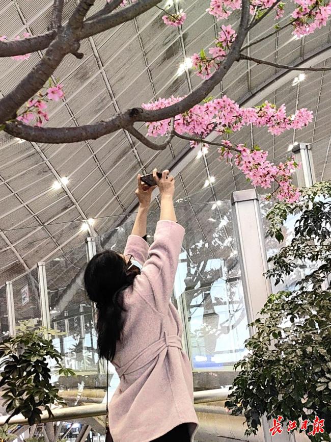 旅客在武汉站里就能赏樱 樱花首次“检票”进站