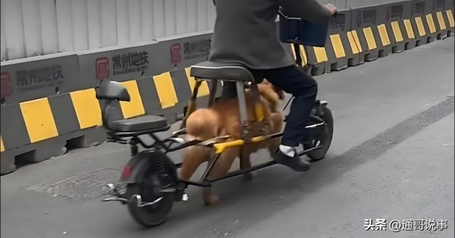 交警回应常州男子“骑狗上路” 已进行批评教育