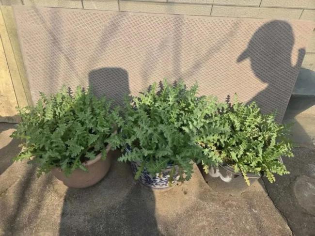 警方查处两起非法种植罂粟案