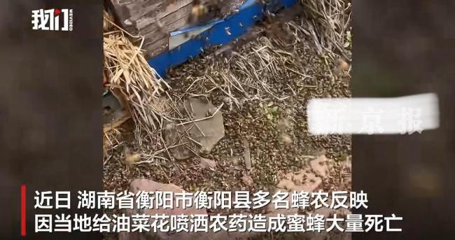 官方给油菜花喷药致蜜蜂大量死亡 农业生产与生态矛盾凸显