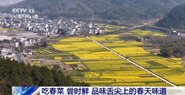 采春茶、吃春菜 各地特色活動(dòng)邀你盡享春日愜意