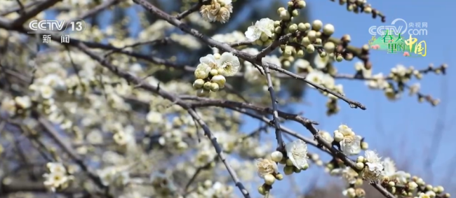从赏花经济看春日消费新图景 各地花开吸引游客