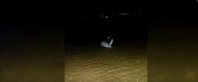 派出所回应搁浅江豚涨潮游走 江豚已自行游回深水区