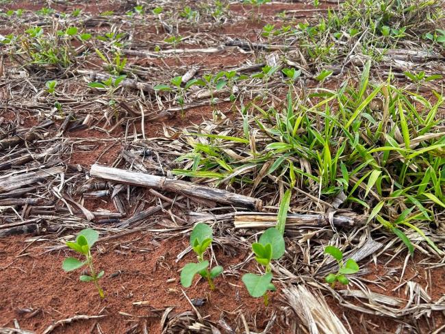 云南突发大风 甘蔗如浪潮般倒伏