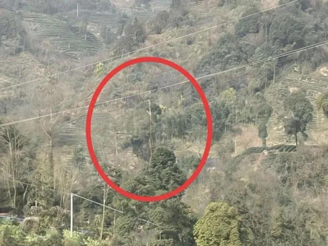 无人机运木头 牵引绳缠高压线致停电