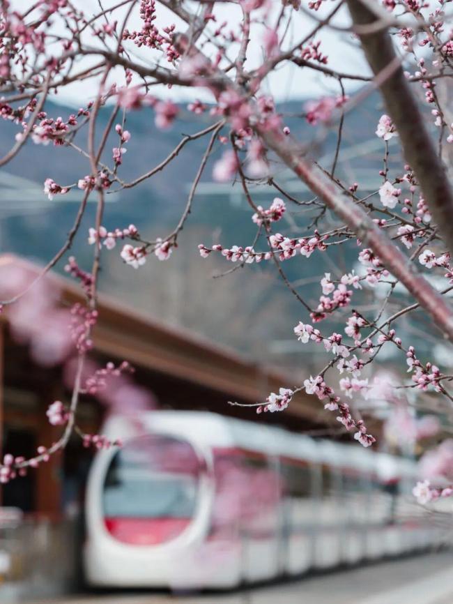 收藏!北京这个三月乘着“最美西郊线”穿越花海,最佳乘车时间和路线公布 赏花季出行攻略