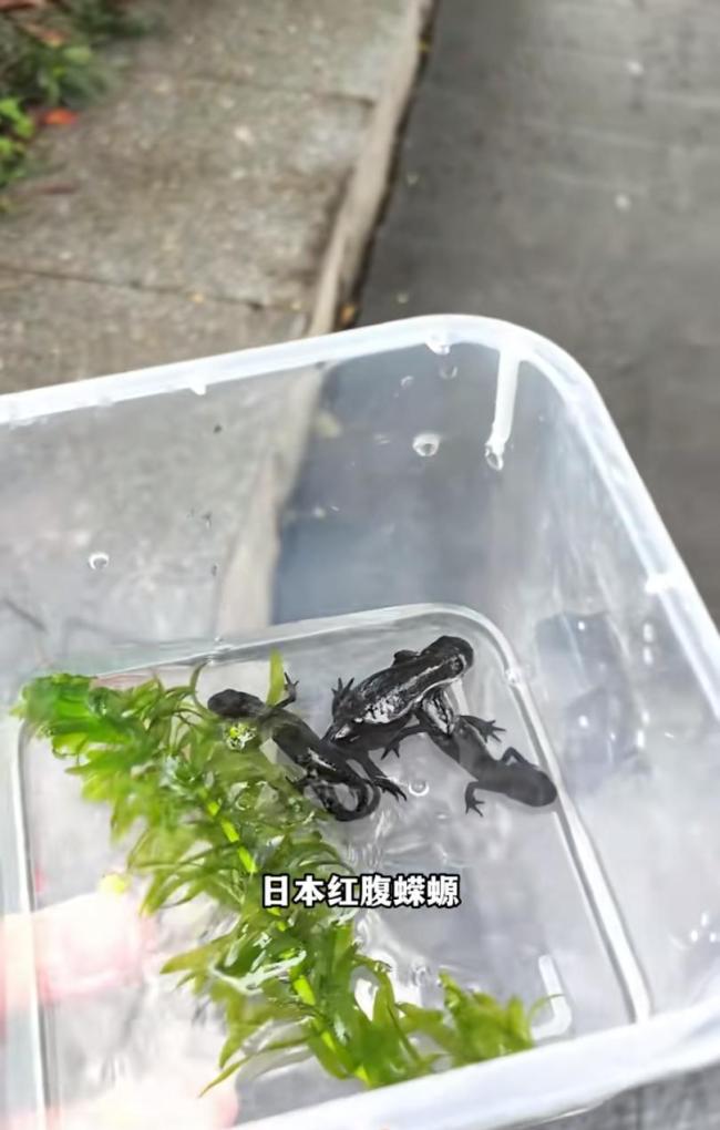 小学附近疑似售卖毒蝾螈 校方已介入调查