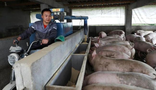 生猪价格降至近20年低位 养殖户亏损严重