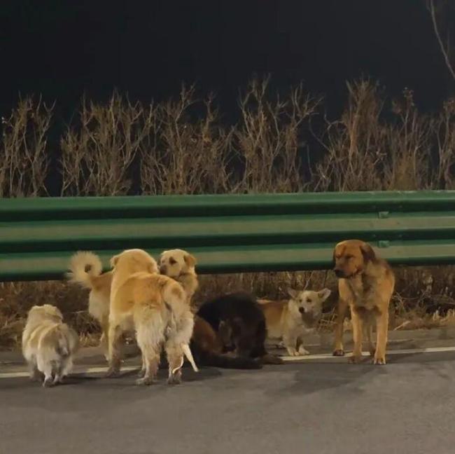 现实版“汪汪队大逃亡”上演