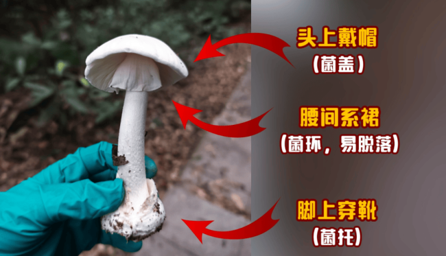 深圳一对夫妻喝汤后双双入院 警惕野生毒蘑菇