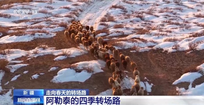 “搬家”進(jìn)行中 阿勒泰春季轉(zhuǎn)場有多壯觀