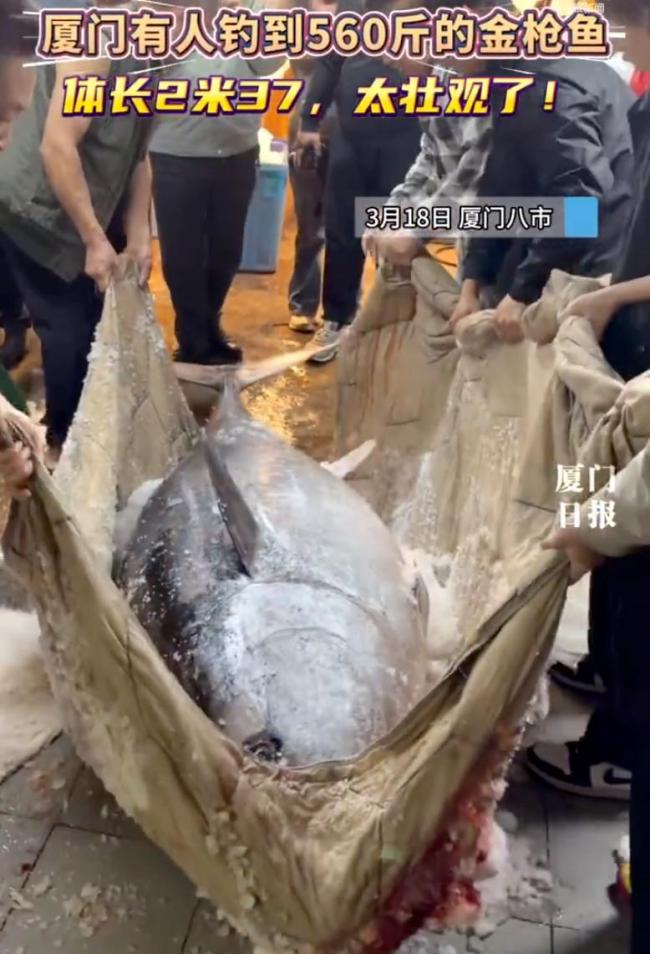 3人花5小时钓到560斤金枪鱼