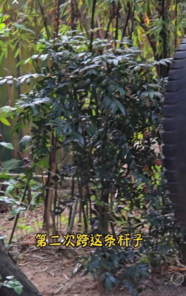 防熊猫“摸鱼”设电杆拦路?长隆回应 安全设施引发争议