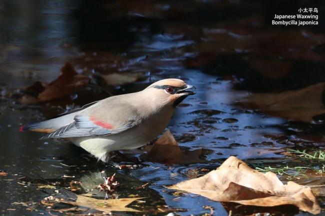 “打鸟”一年花掉一辆保时捷 观鸟热潮席卷全国