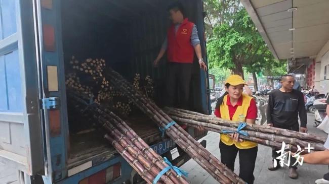 广东清远爱心企业单位驰援英德蔗农 众人拾柴助农解困