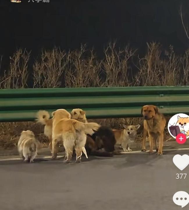 还原“7只小狗结伴逃亡”始末